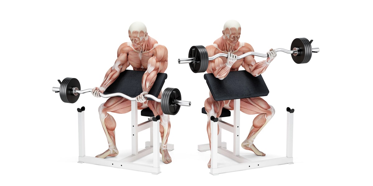 biceps workouts | bicep muscles